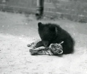 A Brown Bear cub plays with a Tiger cub at London Zoo, April 1914